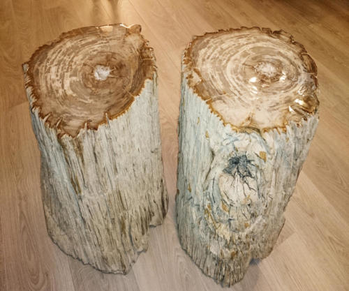 Versteinertes Holz